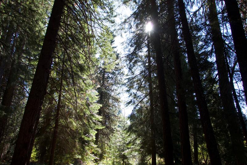 Morning sun through the trees.