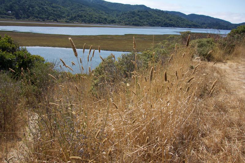 Picture of Bodega Bay through the bush.