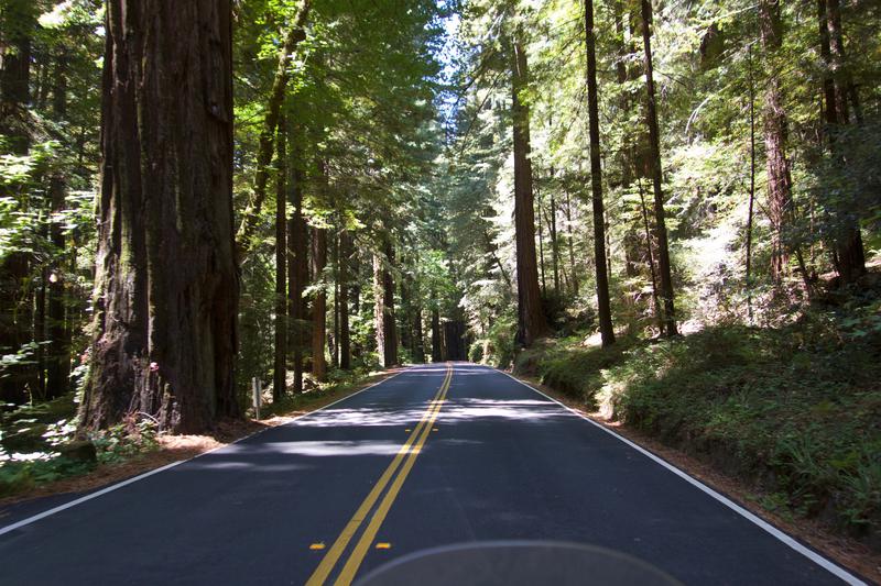 One of my favorites, Avenue of the Giants!