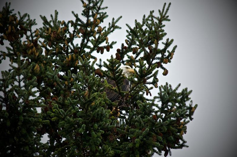 Bald Eagle Haines Alaska