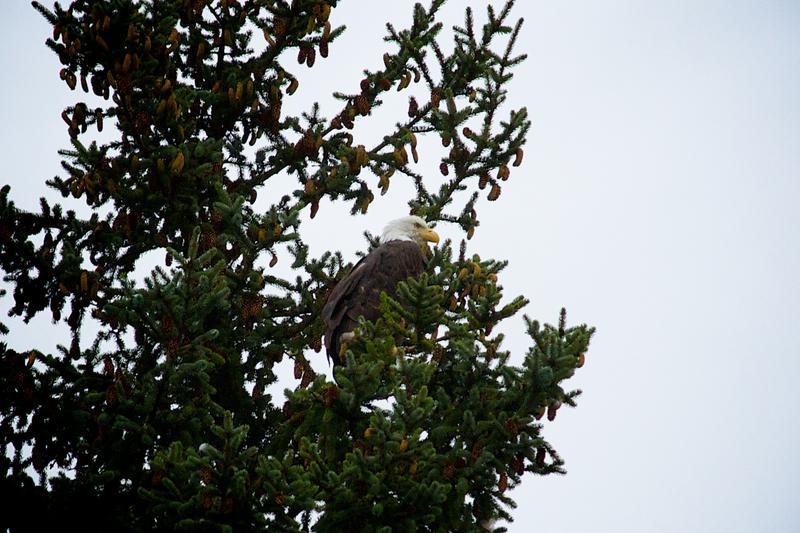 Bald Eagle Haines Alaska