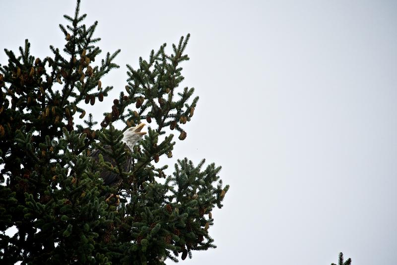 Bald Eagle Haines Alaska