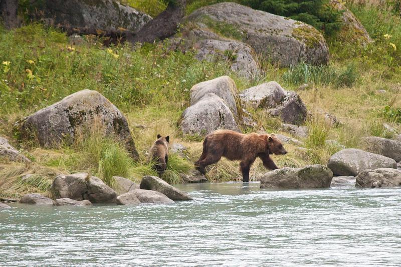 Grizzly Bears Feeding in the Lutak Inlet Haines Alaska