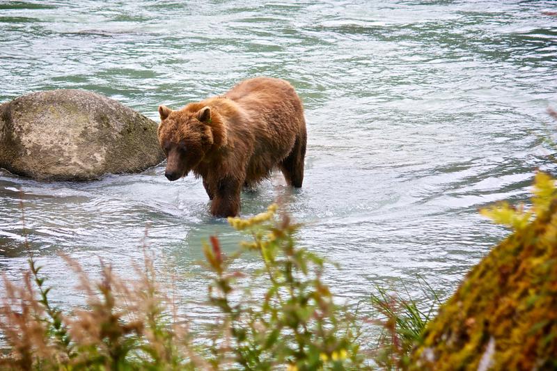 Grizzly Bears Feeding in the Lutak Inlet Haines Alaska
