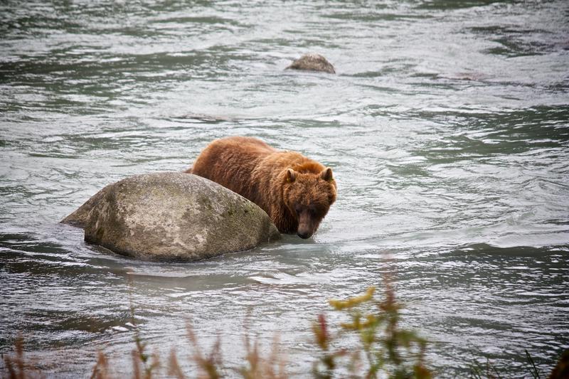 Grizzly Bears Feeding in the Lutak Inlet Haines Alaska