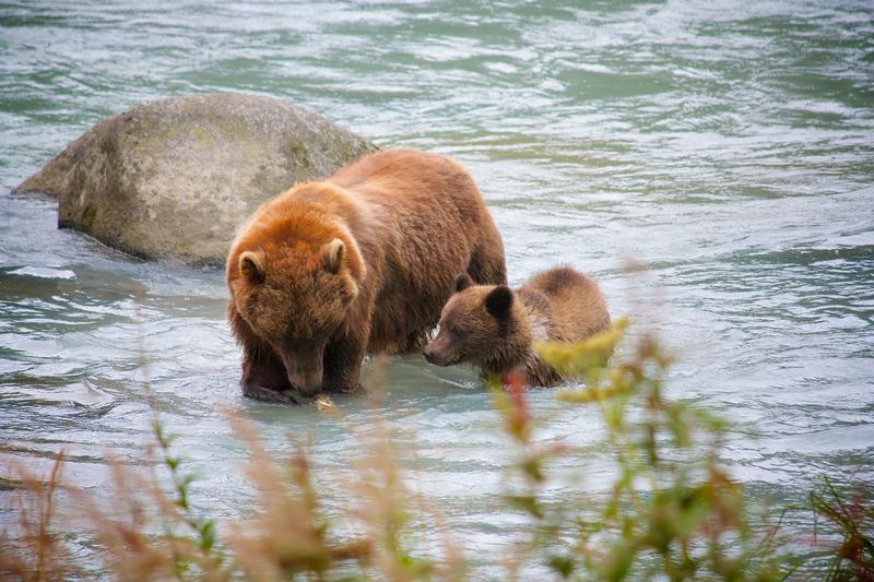 Grizzly Bears Feeding in the Lutak Inlet Haines Alaska