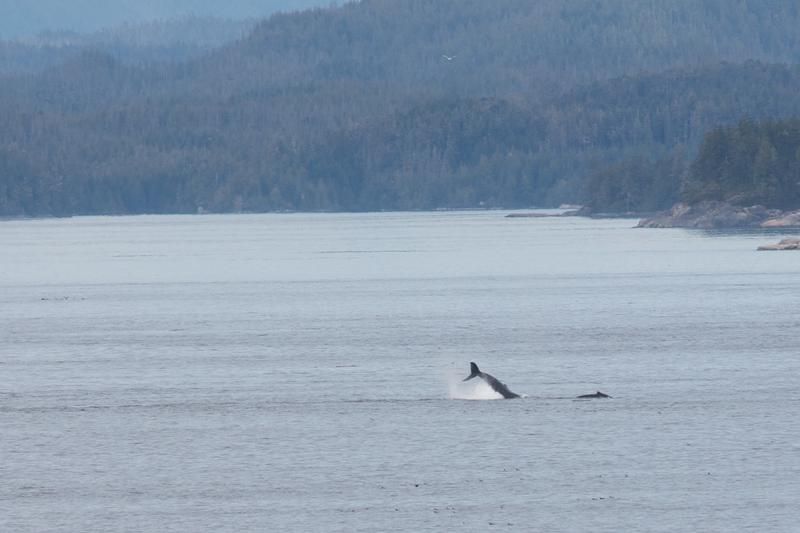 Beluga Whales -- Alaska Marine Highway