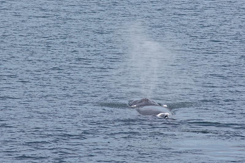 Beluga Whales -- Alaska Marine Highway