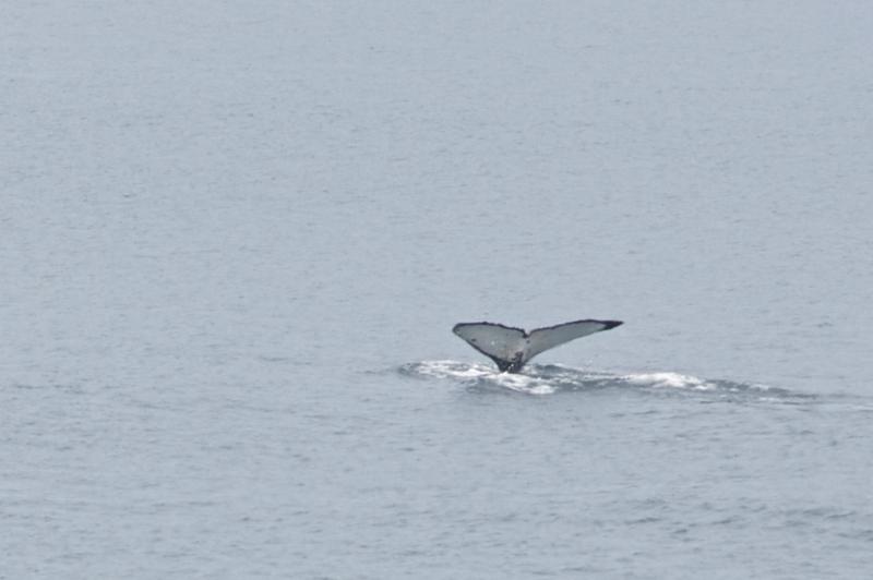 Beluga Whales -- Alaska Marine Highway
