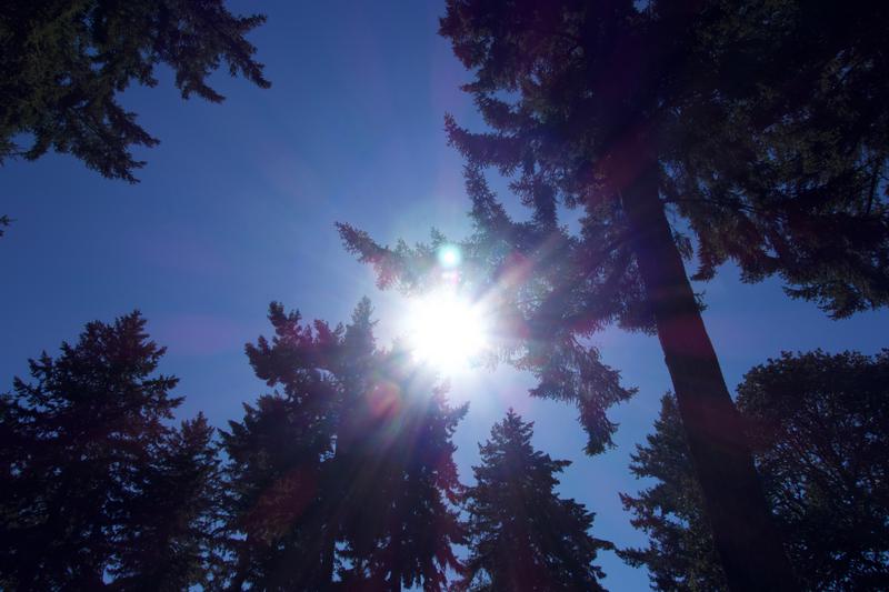 Sunshine through the evergreens.