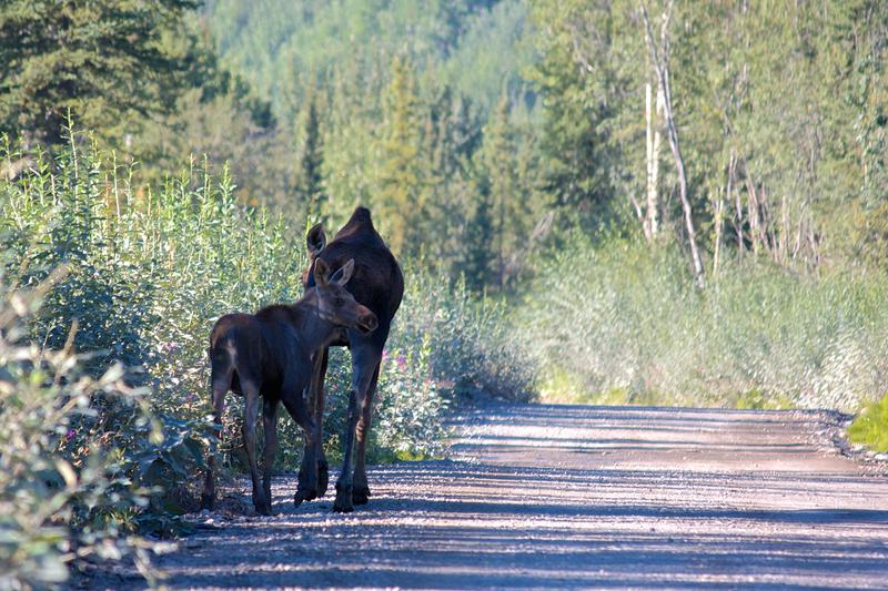 Kennicott Moose Baby and Mother
