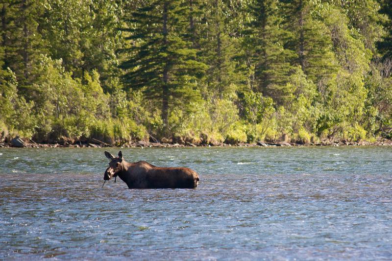 Moose in the Water in Downtown Chitina