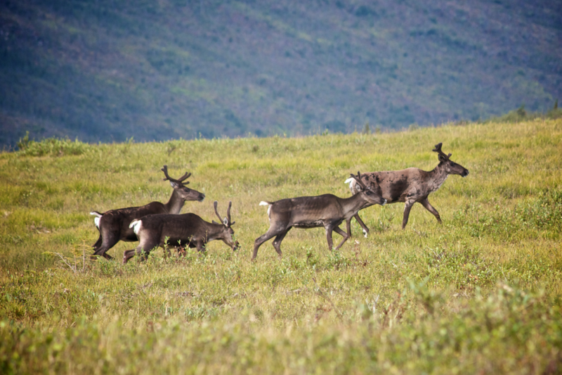 Reindeer Before The Border - Top of the World